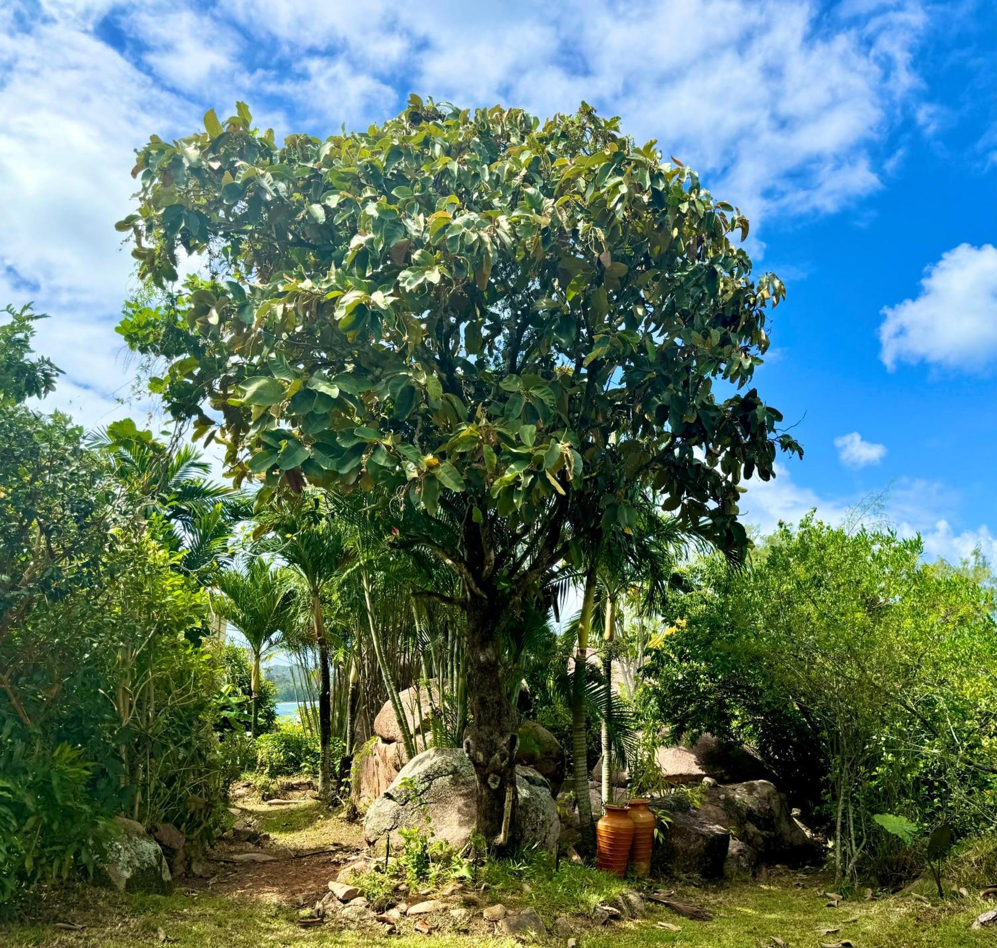Jardin Marron Apartment Baie Sainte Anne Luaran gambar